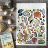 Seashells of Britain | Conscious Craft